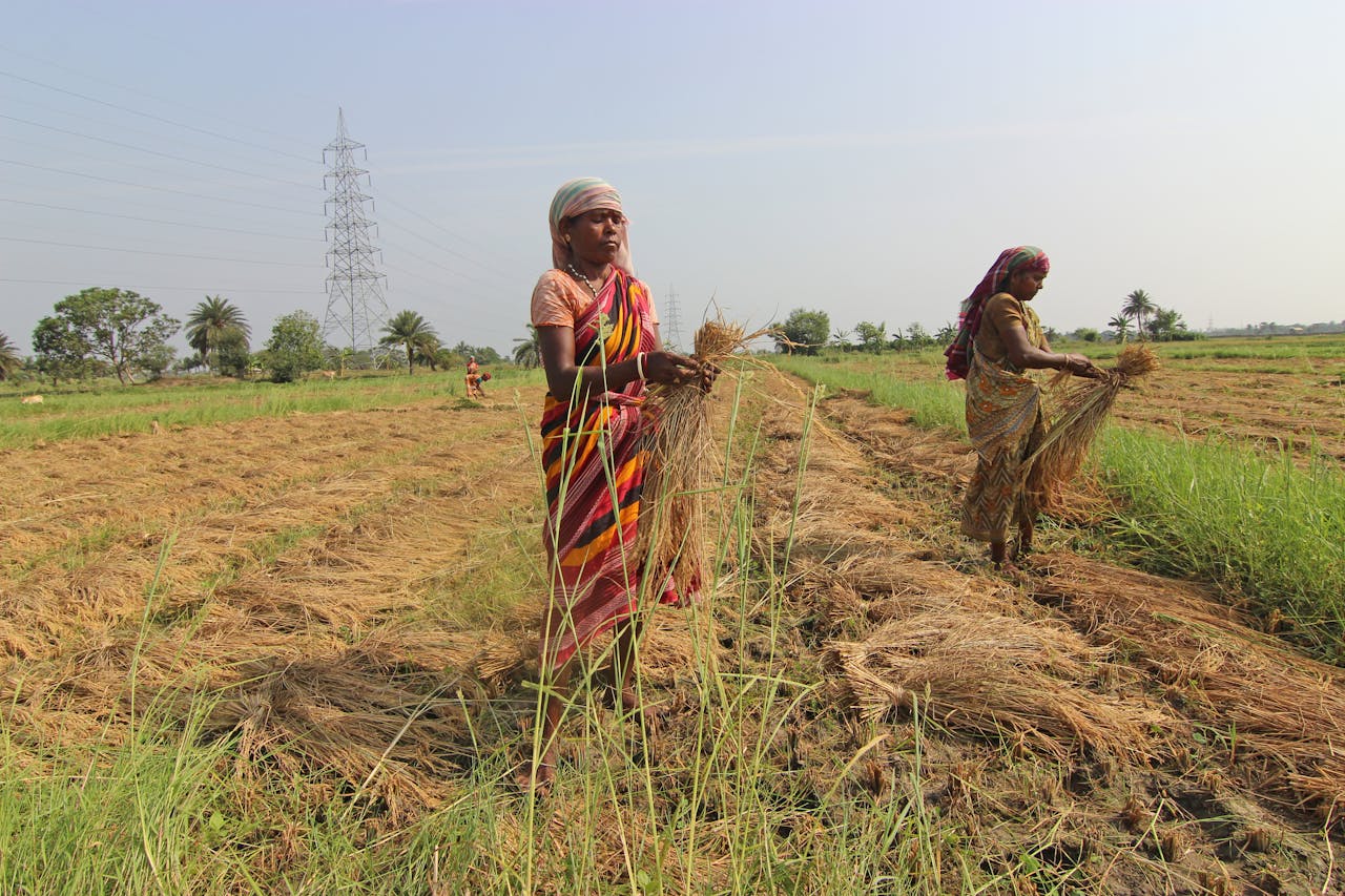 South Asian women harvesting rice in traditional attire in an Indian field.
