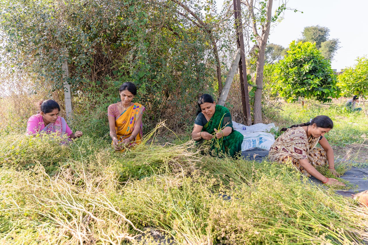 Group of women farmers harvesting crops in a rural field in Nagpur, India.