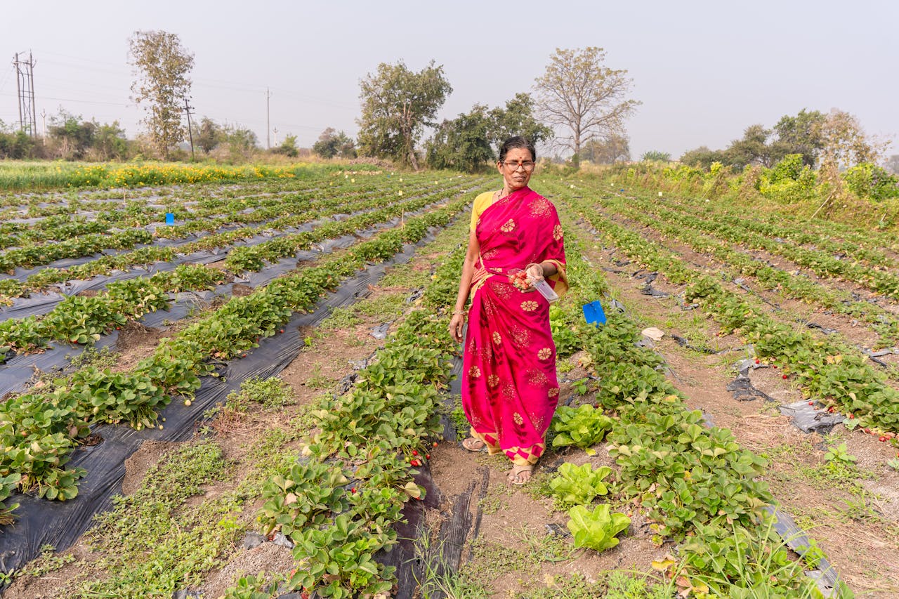 A woman in a red sari stands in a lush strawberry field, Nagpur, India.